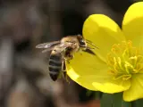 Una abeja se acerca a una flor.