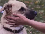 Una persona acaricia a un perro.