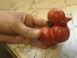 Lo cierto es que una mezcla de los dos porque este tomate desde luego que tiene una forma extra&ntilde;a. Habr&iacute;a que ver si adem&aacute;s en la ba&ntilde;era tambi&eacute;n flota. (Foto: Reddit/SpuddyMcSpud)