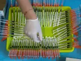 Una enfermera prepara jeringuillas con dosis de la vacuna de Pfizer contra la covid-19 en el estadio Nueva Condomina de Murcia.
