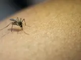 El aumento de la humedad y el calor del verano atrae a los mosquitos.