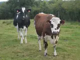 Dos vacas de diferentes especies.
