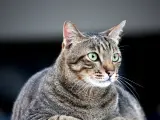Seg&uacute;n los &uacute;ltimos estudios el sobrepeso afecta ya a un 44% de los gatos.
