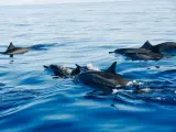 Delfines en libertad.