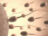 La hipertermia en los testículos puede afectar al esperma y dificultar la concepción.