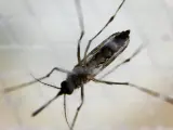 Investigadores de la UMA advierten del aumento del área de distribución de mosquitos vectores del dengue