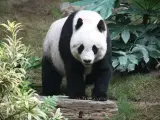Imagen de un ejemplar de oso panda.