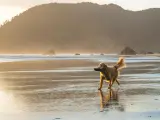Playa para perros Guipuzcoa