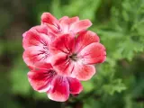 Imagen de la flor de un geranio.