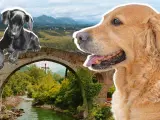 Viajar a Asturias con perros