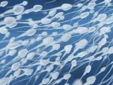 Hallan una molécula que regula la motilidad de los espermatozoides, que ayudará a desarrollar anticonceptivos masculinos