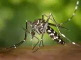 Confirmada la presencia de mosquito tigre durante este verano en San Sebastián