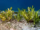 El Imedea estudia en Cabrera los efectos de un alga invasora detectada en Mallorca y su posible erradicación