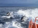 Salvamento Marítimo asiste a un velero que perdió el timón en Barbate tras un encontronazo con orcas