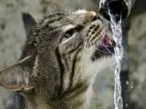 El agua en movimiento es más atractiva para los gatos que el agua estancada.