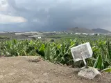 Cultivos de plátano en La Palma, con el volcán en erupción de fondo.