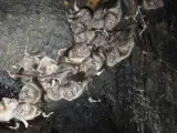 Murciélagos vampiros en el hueco de un árbol.