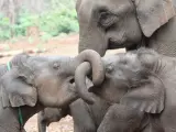 Varias crías elefantes juegan bajo la supervisión de un elefante más mayor.