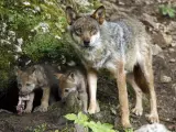 Los ganaderos de la Sierra Norte se muestran indignados porque el lobo ganará territorio y matará más ganado