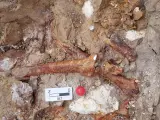 Hallan fósiles de mamíferos de cuatro millones de años de antigüedad en el yacimiento de Teruel 'La Gloria 4'
