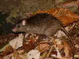 La rata negra perjudica a 43 plantas canarias y podría dispersar las semillas de la zarzamora, según un estudio