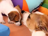 Un cachorro y un perro adulto juegan juntos.
