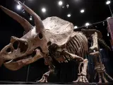 Subastan el esqueleto de triceratops más grande del mundo, 'Big John', por más de seis millones de euros.