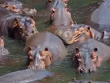 Una manada de hipopótamos en una imagen de archivo.