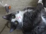 Un gatito jugando.