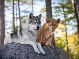 Imagen de 'El lobo y el león'