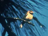 Un pájaro reinita de Bachman (Vermivora bachmanii) macho fotografiado en 1958, en una de las últimas imágenes de un ejemplar vivo de esta especie.