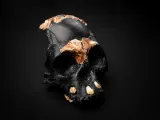 El cráneo del niño 'Homo naledi' hallado en la cueva Rising Star en Sudáfrica.