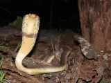 Imagen de una cobra hocicuda.