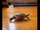 La misión imposible de esta tortuga: recorrer el salón sobre un coche de juguete