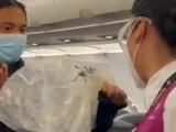 Tarántula atrapada en un avión entre México y Brasil.