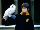 Daniel Radcliffe como Harry Potter con su lechuza.