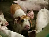 Varios cerdos en una instalación de cebo ubicada en la provincia de Segovia.