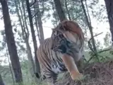 Un tigre de bengala atemoriza a los ciudadanos de Tapalpa (México).