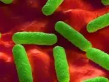 Bacterias resistentes a antibióticos.