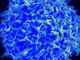 Imagen de micrografía de un linfocito T humano del sistema inmunitario.