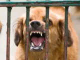 Un síntoma característico de la rabia, en los perros y otras especies, es la salivación profusa.