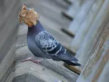 John Spiers estaba tomando fotos de palomas, en Oban (Escocia), cuando una hoja se posó por sorpresa en la cabeza de una de ellas.