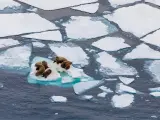 Morsas en el archipiélago ruso de Tierra de Francisco José, en el mar de Barents (océano Ártico).