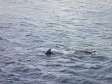 Los delfines tras ser liberados en A Toxa (Pontevedra).