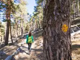 Mujer caminando y signo de punto amarillo pintado en el tronco de un árbol para guiar el camino de los excursionistas en un sendero forestal, en la montaña Navacerrada, Parque Natural de Guadarrama, Madrid, España