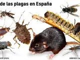 Mapa de las principales plagas en España.