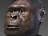 Reconstrucción facial del 'Australopithecus afarensis'.