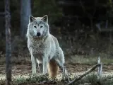 Galicia, Castilla y León, Cantabria y Asturias rechazan el borrador de la nueva estrategia estatal del lobo