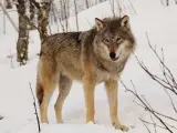 Imagen de un lobo en Noruega.