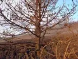 El pino que resistió a la lava del volcán de La Palma.
